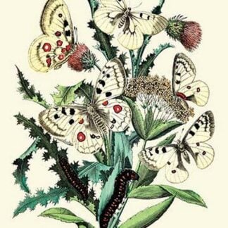 Butterflies: P. Apollo