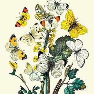 Butterflies: P. Daplidice