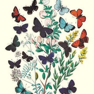 Butterflies: P. Euphemus