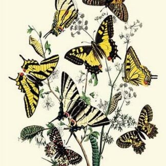 Butterflies: P. Podaliris