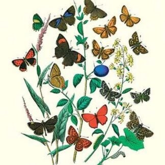 Butterflies: P. Sylvanus