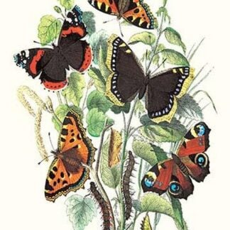 Butterflies: V. Atalanta