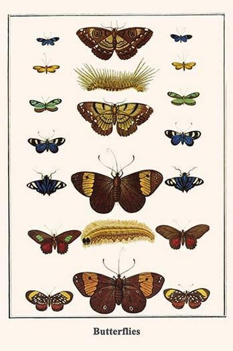 Butterflies by Albertus Seba