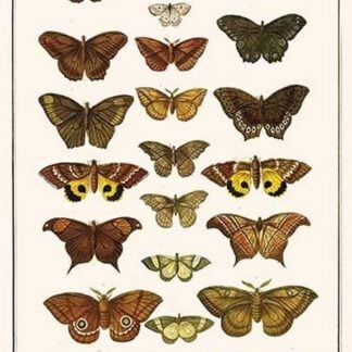 Butterflies by Albertus Seba