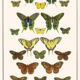 Butterflies by Albertus Seba