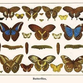 Butterflies by Albertus Seba