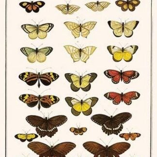 Butterflies by Albertus Seba