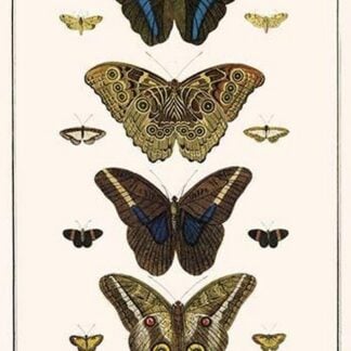 Butterflies by Albertus Seba