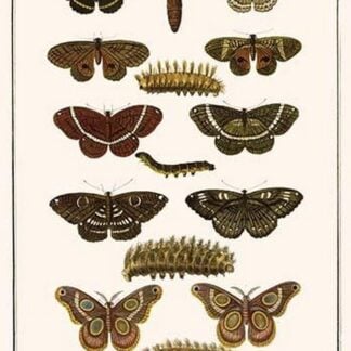 Butterflies by Albertus Seba