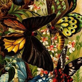 Butterflies by Friedrich Wilhelm Kuhnert