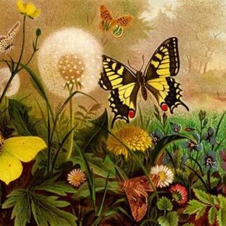 Butterflies by Friedrich Wilhelm Kuhnert
