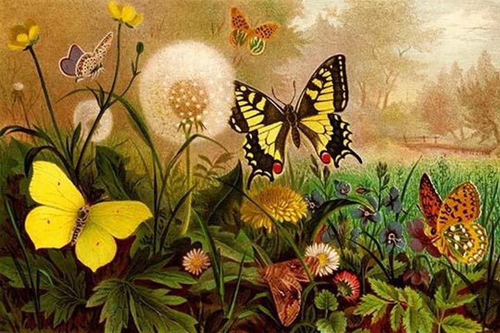 Butterflies by Friedrich Wilhelm Kuhnert