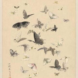 Butterflies by Settso