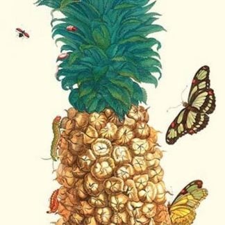 Butterfly and Beetle on a Pineapple by Maria Sibylla Merian