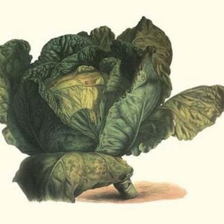 Cabbage Head by Philippe-Victoire Lev que de Vilmorin
