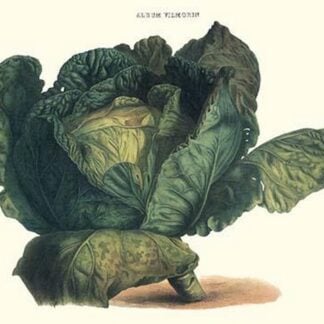 Cabbage by Philippe-Victoire Lev que de Vilmorin