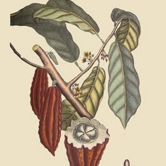 Cacao or Chocolate Tree by Mark Catesby
