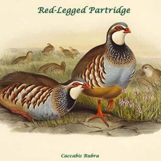 Caccabis Rubra - Red-Legged Partridge by John Gould
