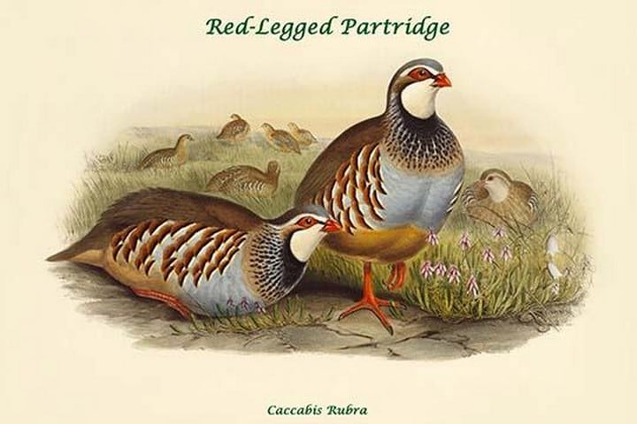 Caccabis Rubra - Red-Legged Partridge by John Gould