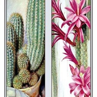 Cactus and Flower