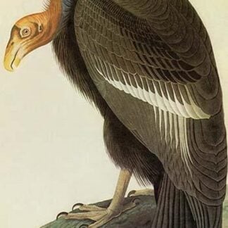 California Condor by John James Audubon