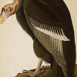 California Vulture by John James Audubon