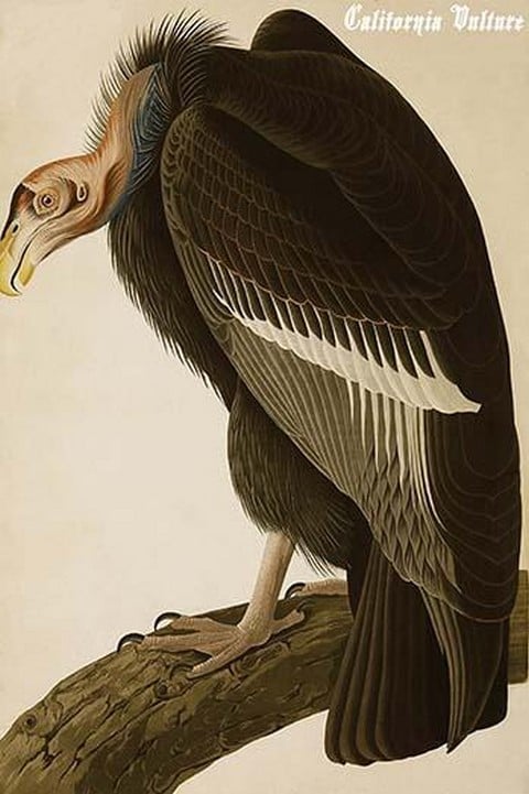 California Vulture by John James Audubon
