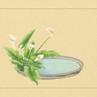 Calla by Sofu Teshigawara