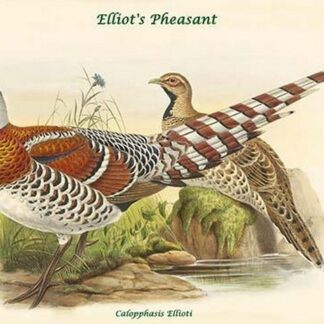 Calopphasis Ellioti - Elliot's Pheasant by John Gould