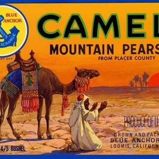 Camel Mountain Pears