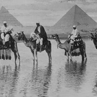 Camels with Native Riders on board stand in reflective floodwaters with a backdrop of the Pyramids of Giza In Egypt