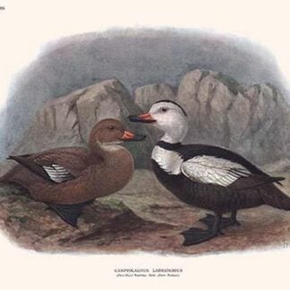 Camptolaemus Labradorius by Lionel Walter Rothschild