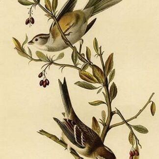 Canada Bunting Tree Sparrow by John James Audubon