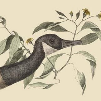 Canada Goose by Mark Catesby