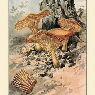 Canthareius Cibarius by W. Hamilton Gibson