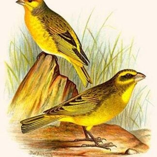 Cape Canary & Sulpher-colored seed eater by Frederick William Frohawk