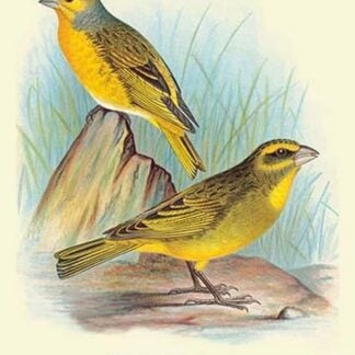 Cape Canary; Sulphur-Coloured Seed-Eater by Arthur Gardiner Butler