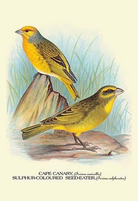Cape Canary; Sulphur-Coloured Seed-Eater by Arthur Gardiner Butler