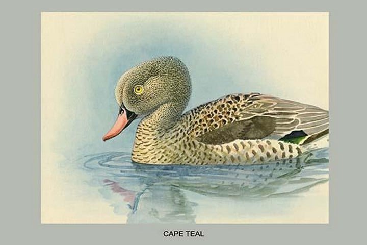 Cape Teal by Louis Agassiz Fuertes