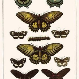 Cape York Aeroplanes