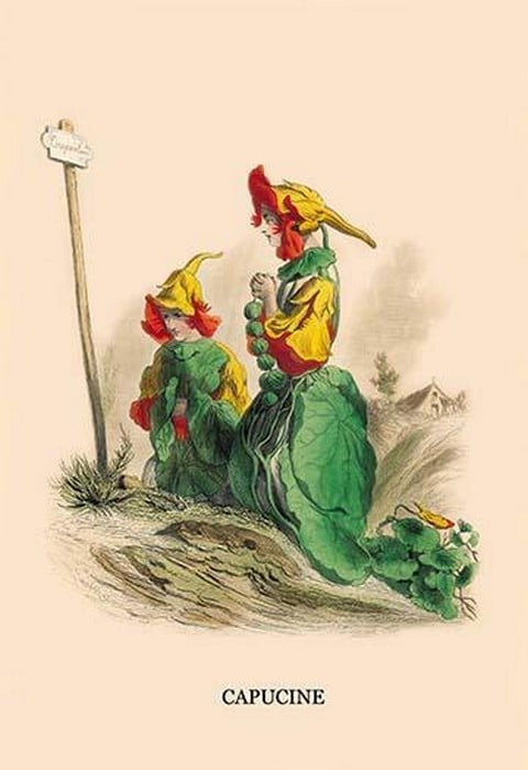 Capucine by J.J. Grandville