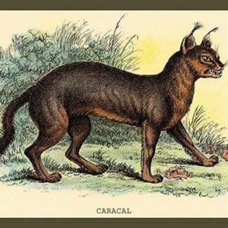 Caracal by Sir William Jardine