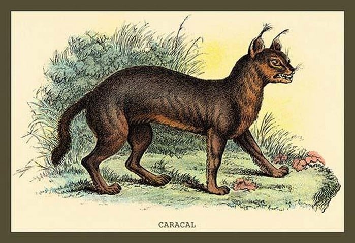 Caracal by Sir William Jardine