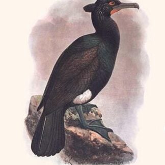 Carbo Persspicillatus by Lionel Walter Rothschild