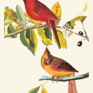 Cardinal by John James Audubon