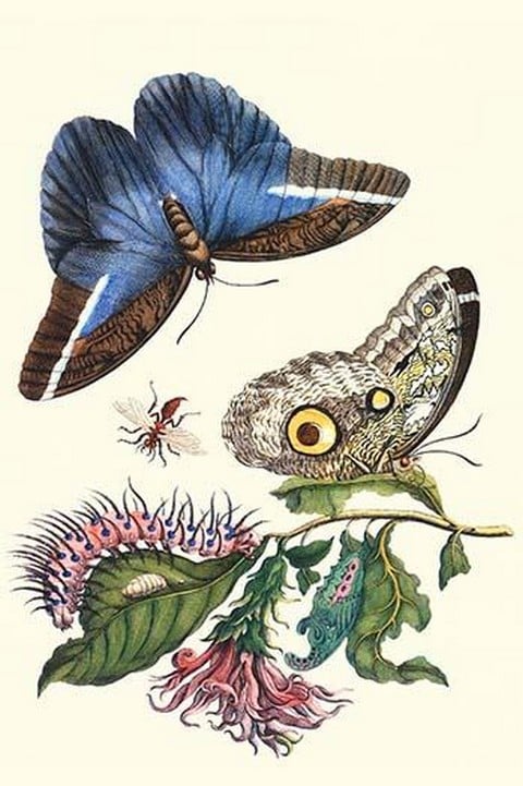 Cardinal's Guard Butterfly with Idomeneus Giant Owl Butterfly by Maria Sibylla Merian