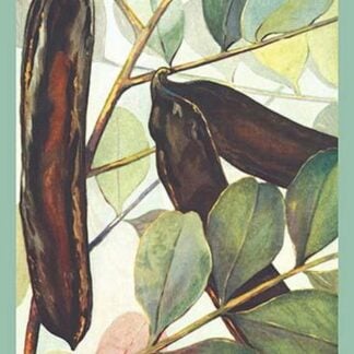 Carob Bean