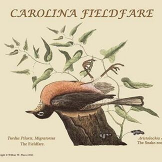 Carolina Filedfare by Mark Catesby