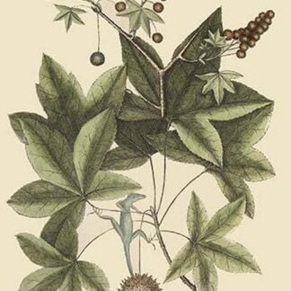 Carolina Green Lizard by Mark Catesby