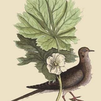 Carolina Turtle Dove by Mark Catesby